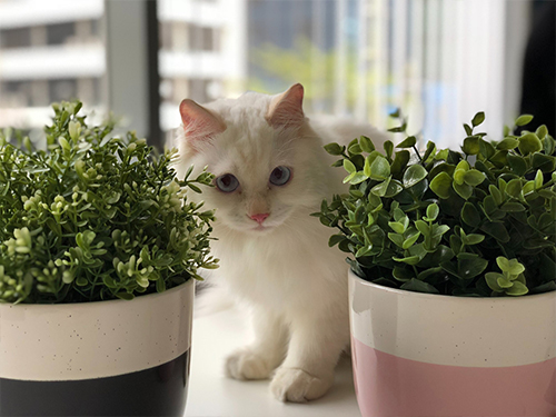 pisica plante toxice apartament